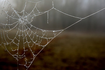 Frozen Web