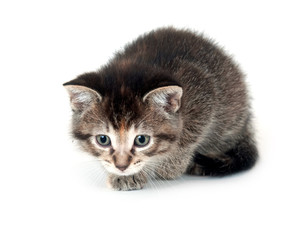 Tabby kitten stalking