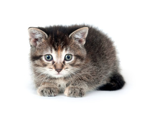Tabby kitten on white