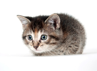 Tabby kitten on white