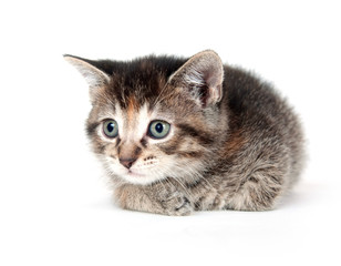 Tabby kitten on white