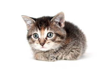 Tabby kitten on white