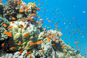 Shoal of anhthias fish on the coral reef