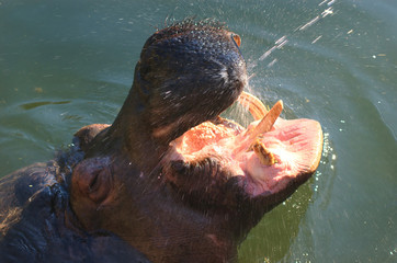 Fototapeta premium Refreshment