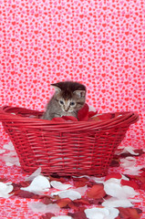 Fototapeta na wymiar Pręgowany kotek w koszyku czerwonym