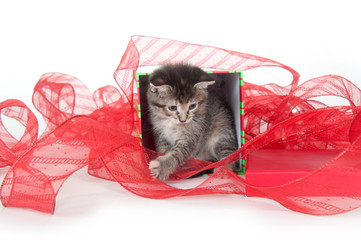 cute tabby kitten in gift box