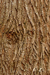Maple bark background