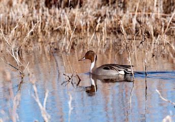 Pintail in a marsh
