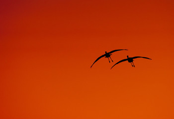 silhouette of sandhill crane at sunset