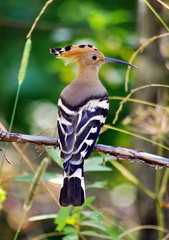 Alone hoopoe sitting at branch, summer day. - 26522332