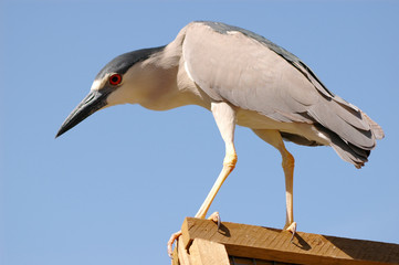 Black-crowned Night Heron