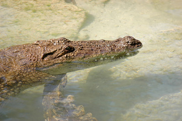 Crocodile head