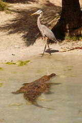 Crocodile and heron