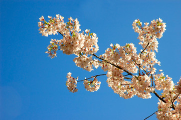 Cherry Blossom
