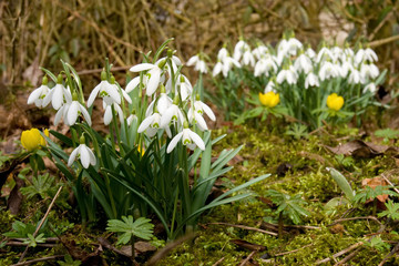 Two groups of snowdrops and some winter aconite