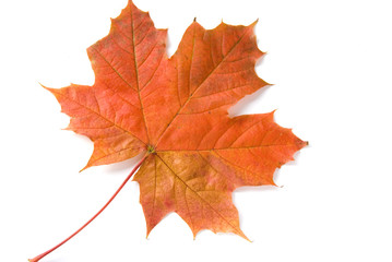 Naklejka na ściany i meble Shot of colorful autumn leafs over white background.