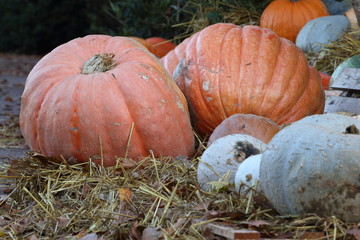 citrouilles