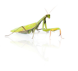 mante religieuse insecte vert vorace carnivore pattes détouré © shocky