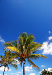 Coconut palm (Cocos nucifera)