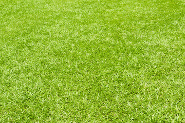 Fototapeta na wymiar Zielona trawa w tle