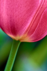 Spring tulip close up