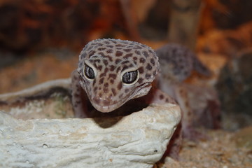 Gecko