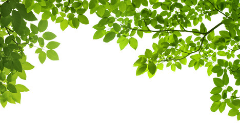 Plakat panoramic Green leaves on white background