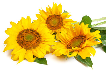 Sunflowers isolated