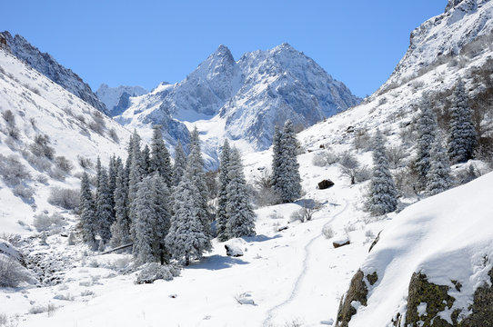 Fototapeta Winter with mountains and fur-trees in snow