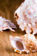 Fototapeta na wymiar sea shells closeup