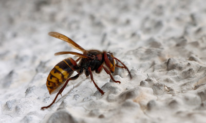 Hornet