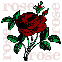 vector illustration rose tattoo