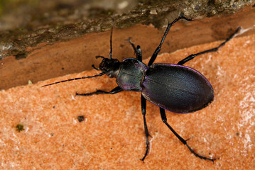 Purple Beetle - Carabus problematicus