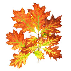 Yellow autumn leaves isolated on white background