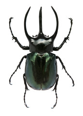 Big horned beetle - obrazy, fototapety, plakaty