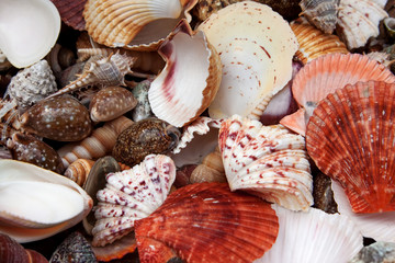 Seashells background