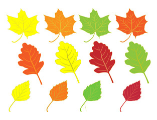 collection of colorful autumn leaves