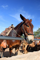 Obraz premium Mule at the Grand Canyon National Park..