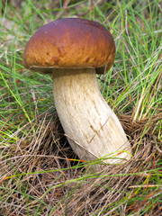 Mushroom in the grass