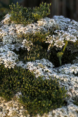 Wiesenkerbel