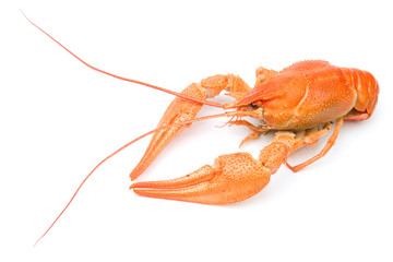Crayfish