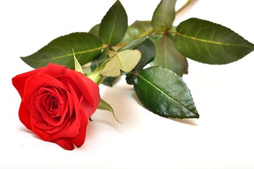 Obraz premium rouge rose