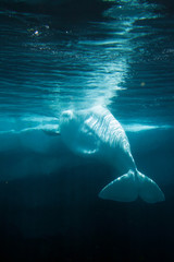 Naklejka premium White Beluga Whale ..