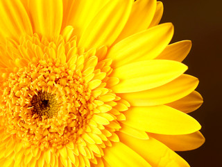 Yellow Gerbera
