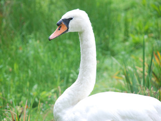 Swan