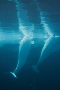 White Beluga Whale ..