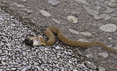 Water snake ingesting fish