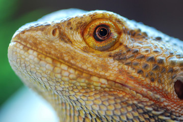 Lizard