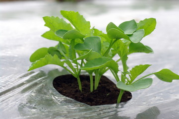 ダイコン/国産野菜