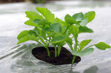 ダイコン/国産野菜